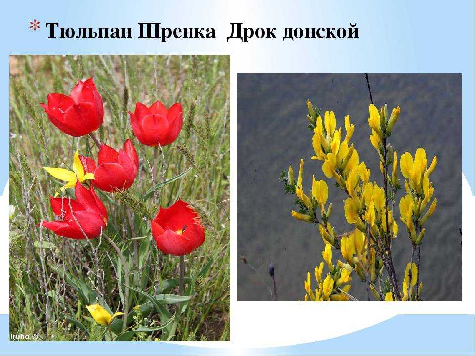 Какие тюльпаны занесены в красную книгу? - интернет-журнал "дом и быт"