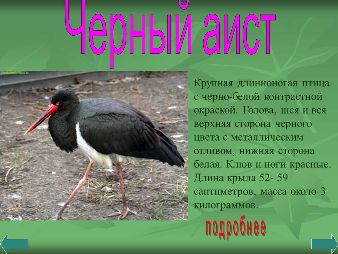 Животные ярославской области занесенные в красную книгу