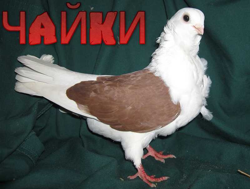 Голубь китайская чайка, фото породы
