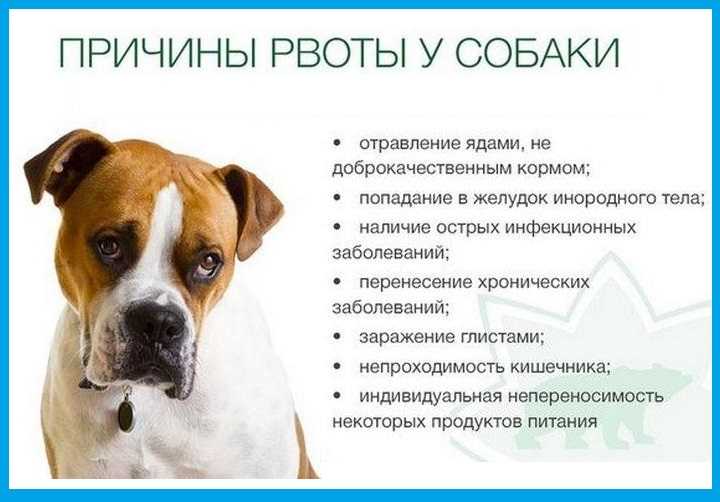 Диарея у щенка: причины жидкого стула в разном возрасте, опасность, лечение