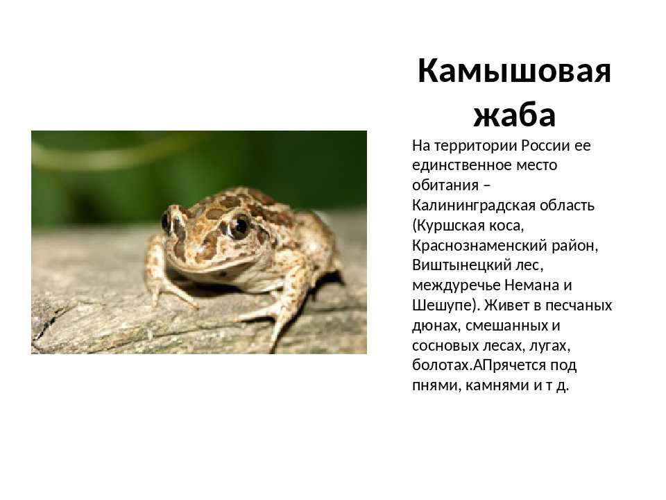 Камышовая жаба 🔥 описание амфибии, особенности, виды, образ жизни