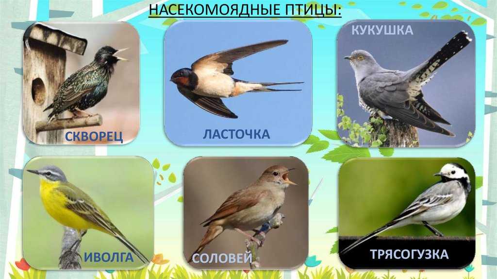 Разнообразие птиц по способу питания