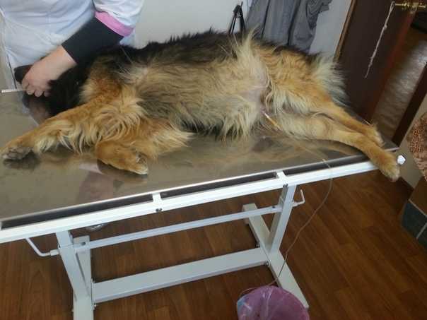 Лечение асцита брюшной полости у собаки в домашних условиях