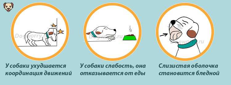 Отравление крысиным ядом у собаки: симптомы и действия по спасению