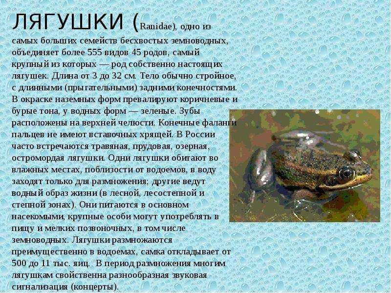 Лягушки, чесночницы и жабы чем питаются, как зимуют