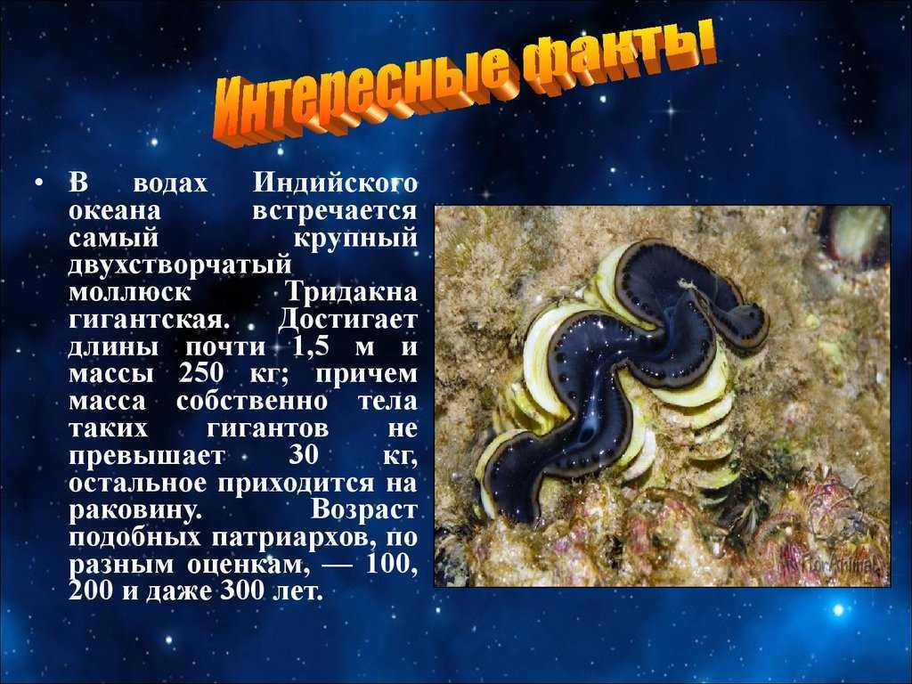 История открытия и исследования индийского океана