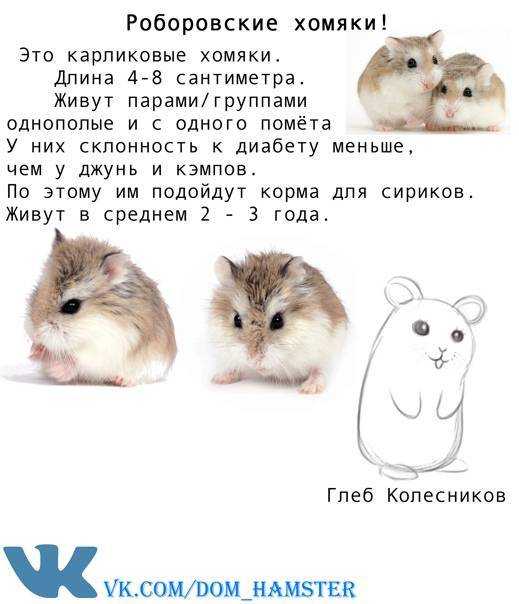 В чем разница между джунгарским хомяком и хомяком кэмпбелла