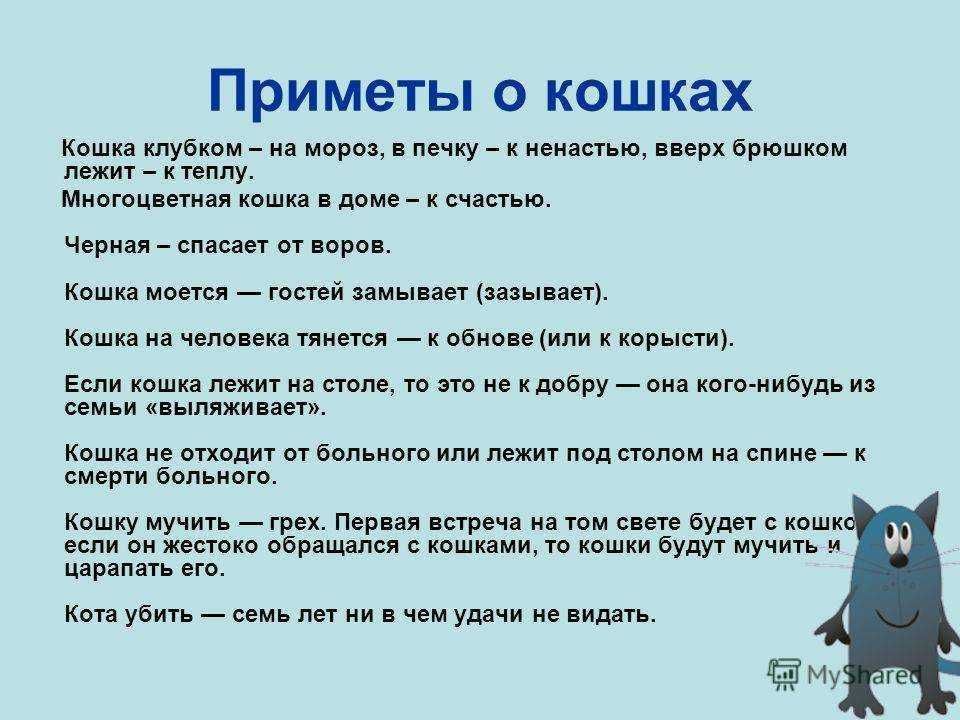 К чему кошка ложится в коридоре. приметы о кошках — какие знаки вы не замечали