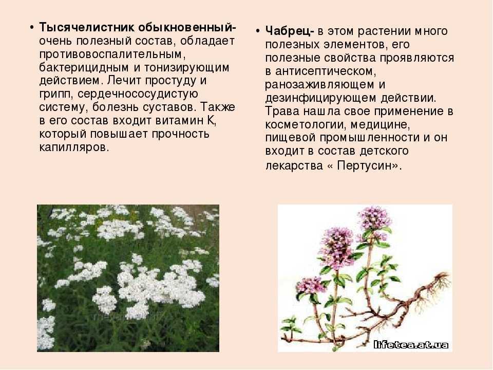 Тысячелистник: лечебные свойства и противопоказания для женщин и мужчин