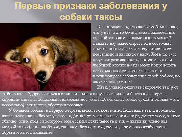 Средняя продолжительность жизни собак мальчиков породы такса дома
