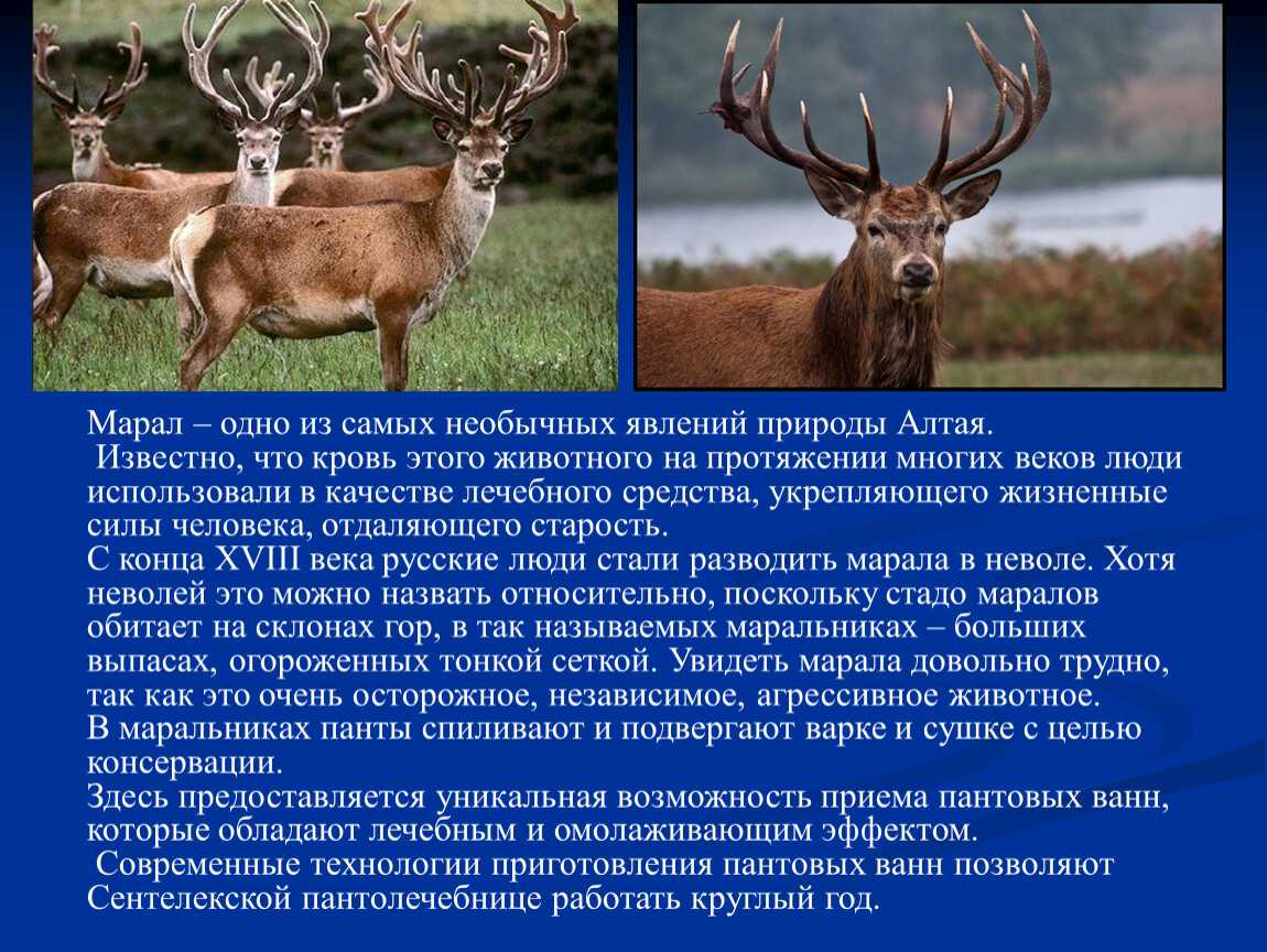Благородный олень (настоящий олень): описание вида и подвидов, среда обитания, образ жизни