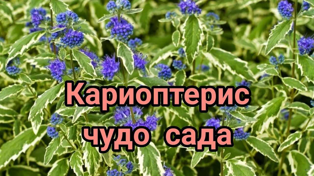 Кариоптерис или орехокрыльник