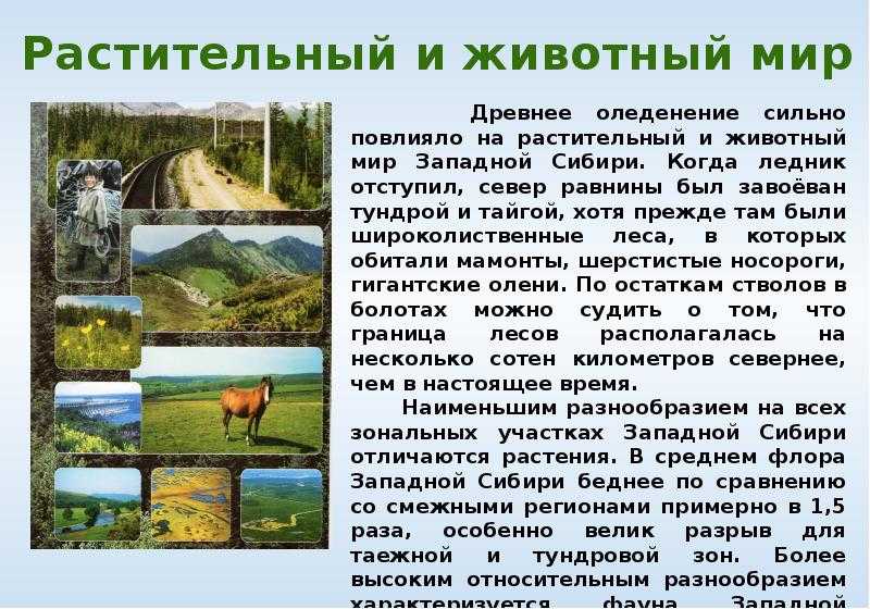 Природа восточной сибири - онлайн справочник для студентов