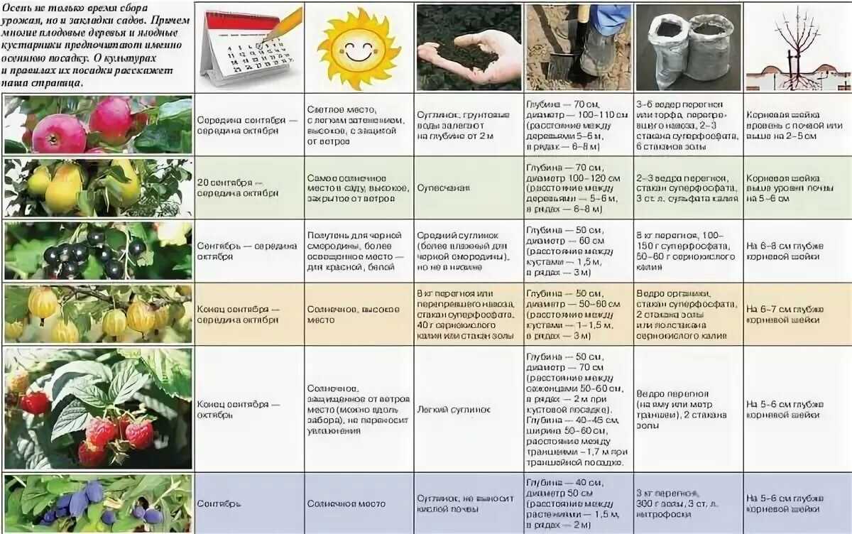 Стевия: польза и вред, состав, противопоказания, отзывы