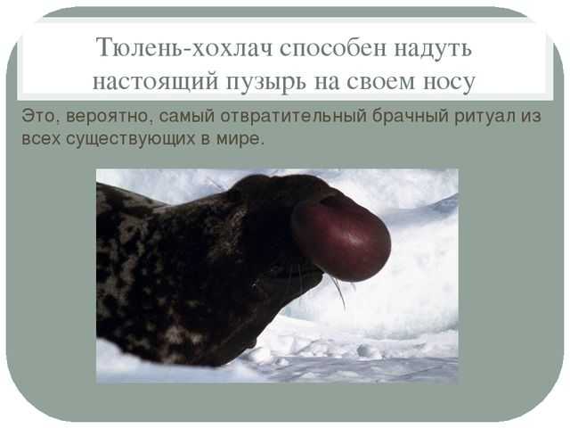 Хохлач: как не лопнуть ради любви