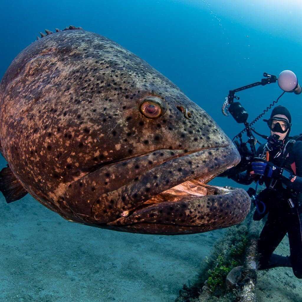 Хищные рыбы в черном море.