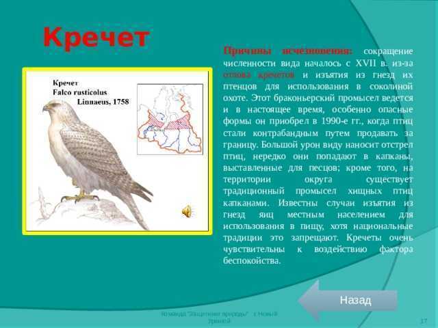 Птица кречет: внешний вид, особенности жизни