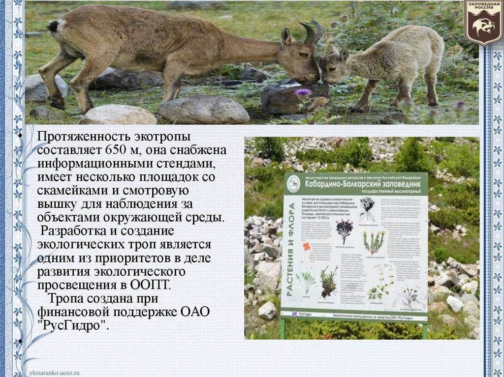 Животные кабардино балкарии - животный мир кбр