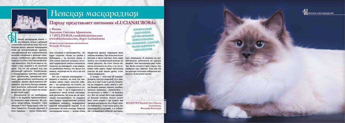 Кошка невская маскарадная: история породы, внешние особенности, содержание