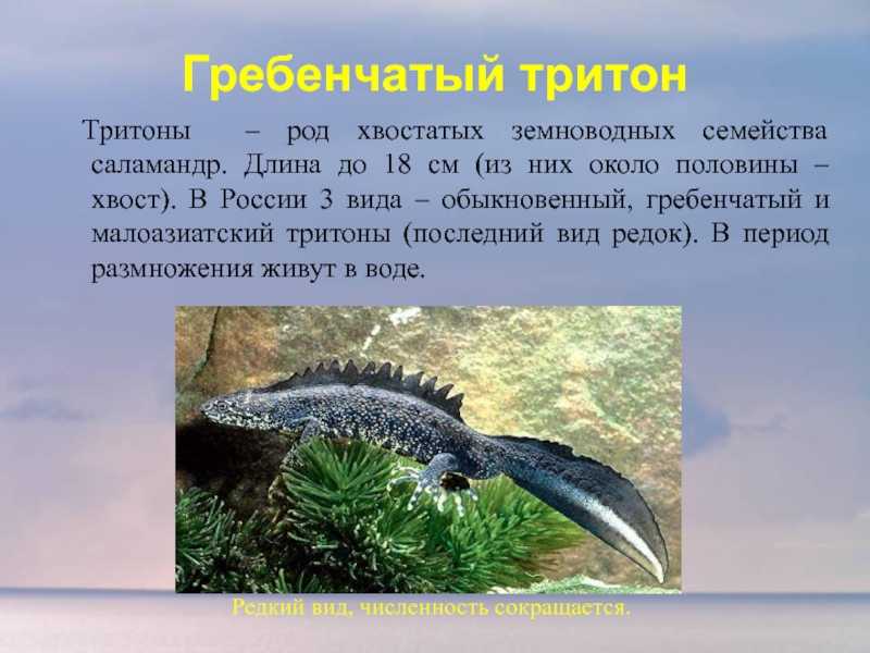Гребенчатый тритон triturus cristatus