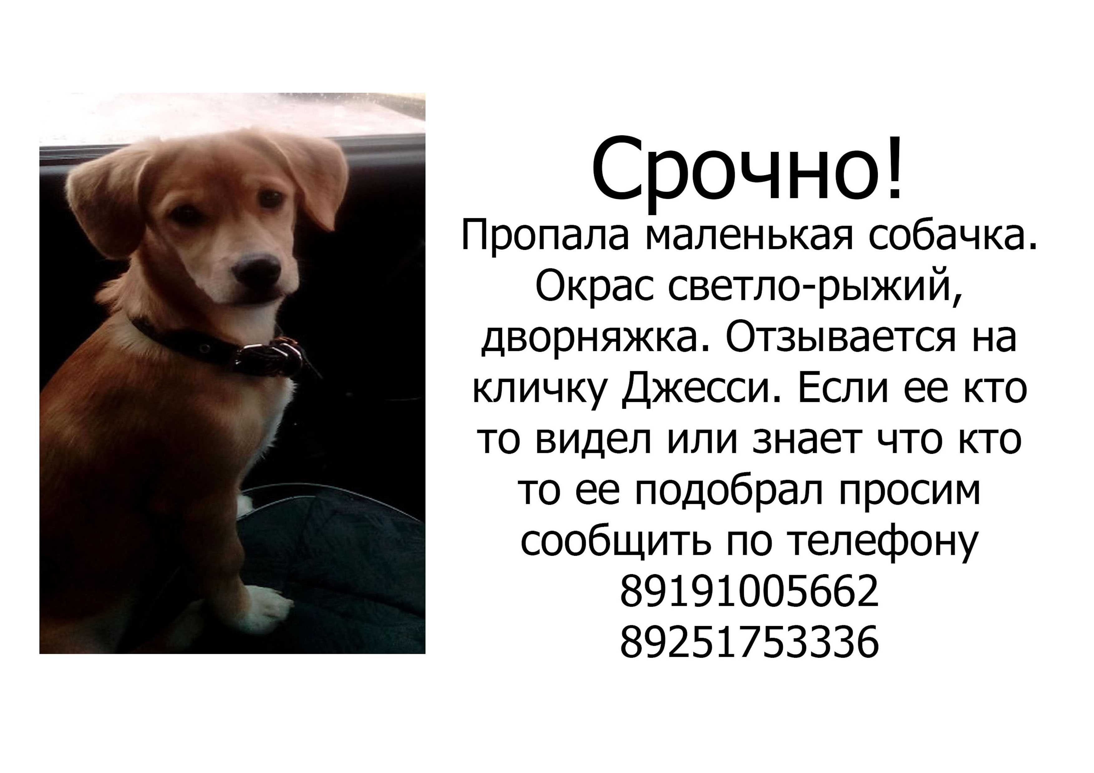 Джесси кличка собаки что означает, полное имя дейзи
