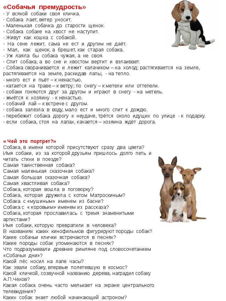 Красивые имена для собак-девочек: самые современные редкие и легкие клички для крупных, средних и мелких пород (чухуахуа, овчарки, хаски, йорки, шпицы и другие)