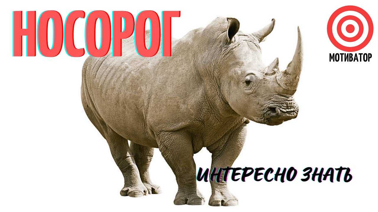 Интересные данные и факты про носорогов