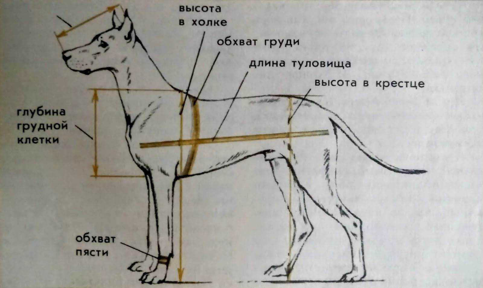 Где находится холка у собак: что это такое, правильное измерение роста