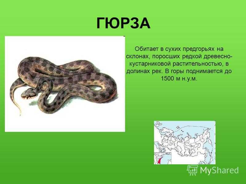 Гюрза, фото - животные арктики и антарктики.