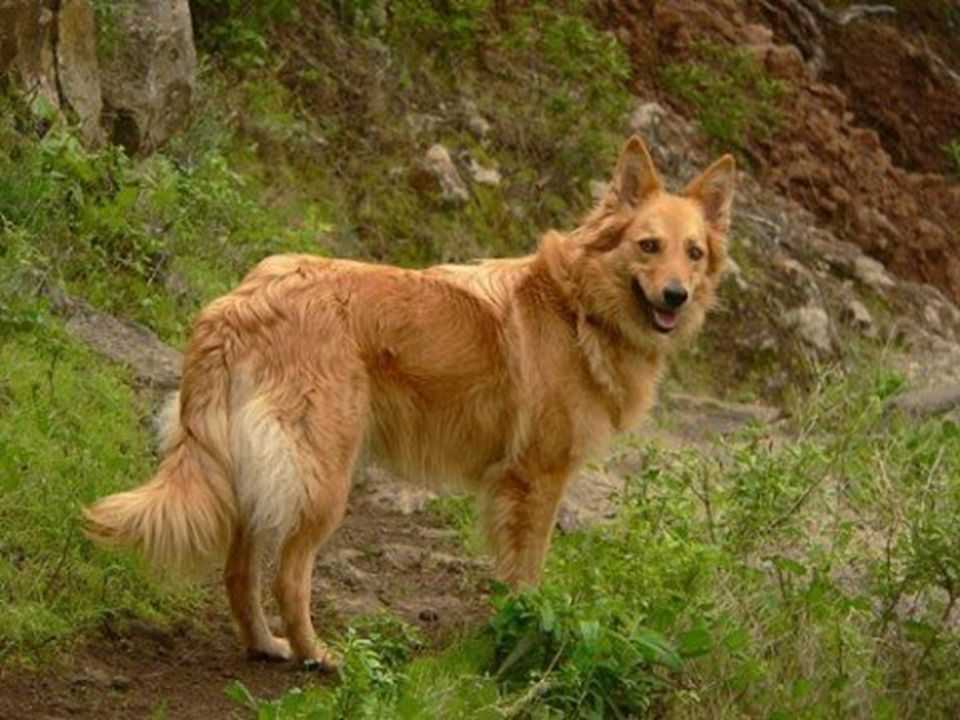 Баскская овчарка