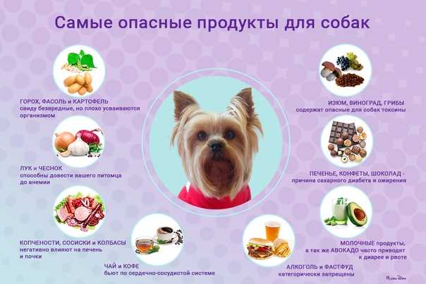 Можно ли собакам гранат, киви, сливу, прочие фрукты, сухофрукты