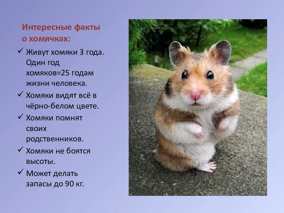 Китайский хомяк. внешние особенности, характер