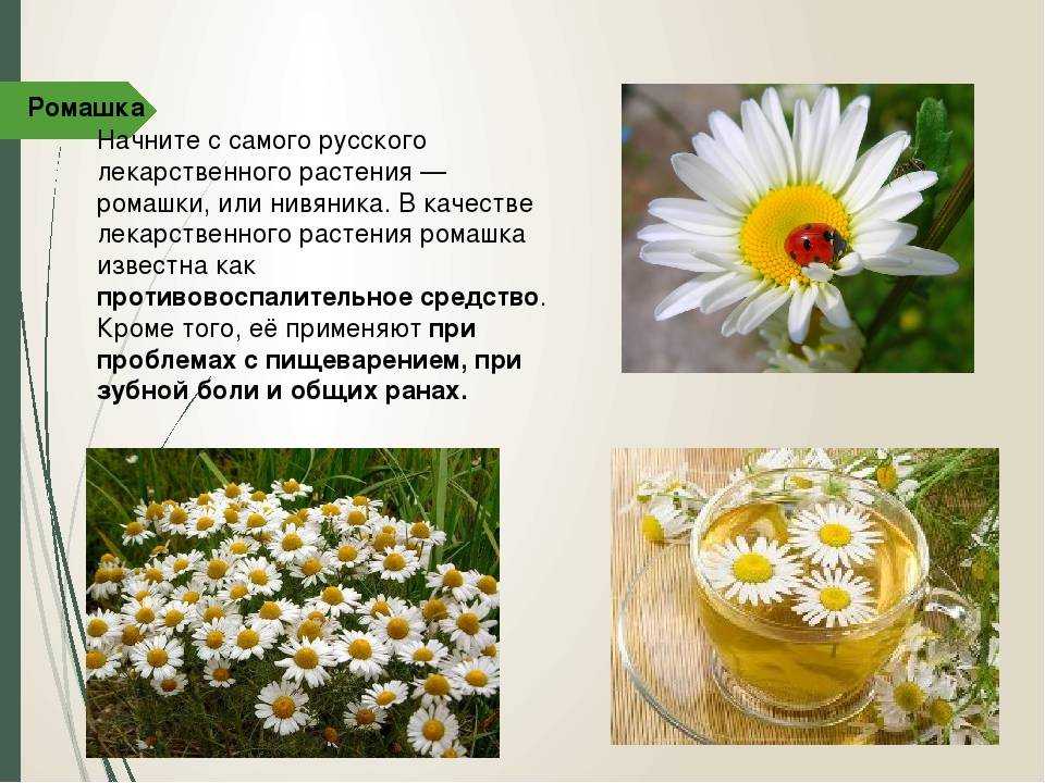 Когда собирать ромашку лекарственную. заготовка ромашки: сбор, сушка, хранение в домашних условиях - lechilka.com