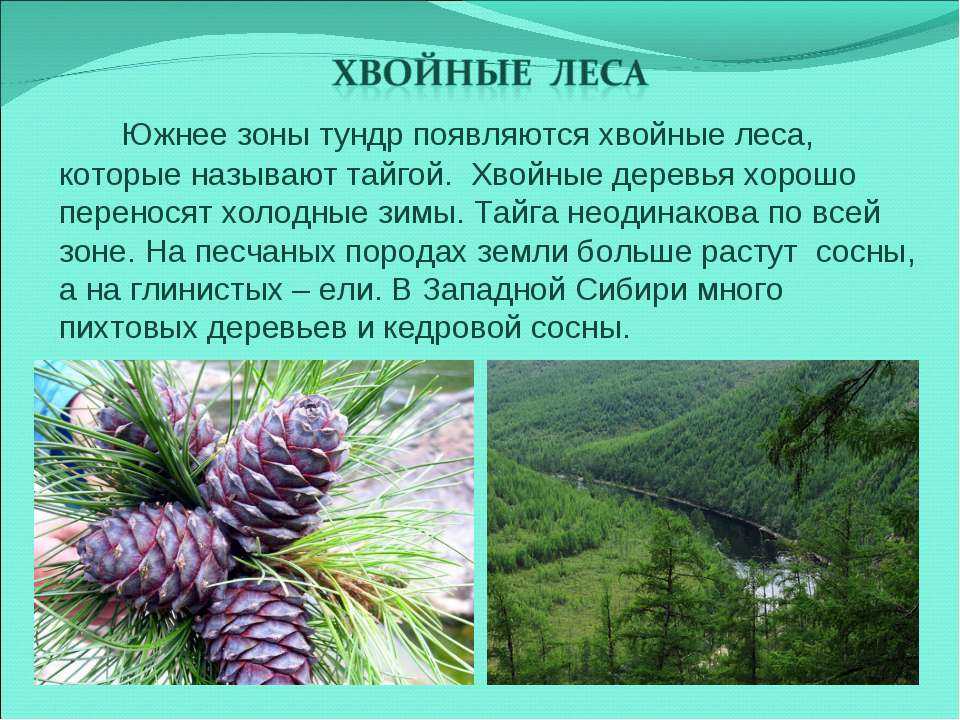 ЭКОпортал предлагает познакомиться с растительным миром хвойных лесов России и мира Кустарники в хвойном лесу Грибы, растущие в хвойных лесах