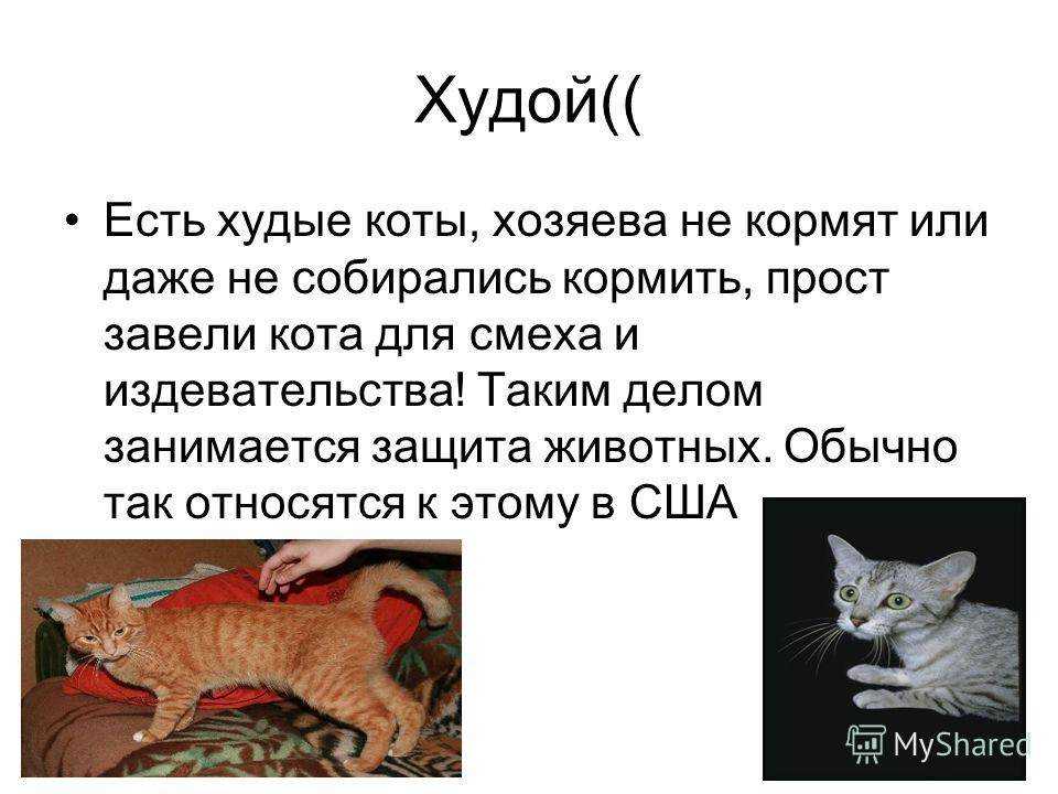 Что делать, если кот ничего не ест и когда начинать волноваться