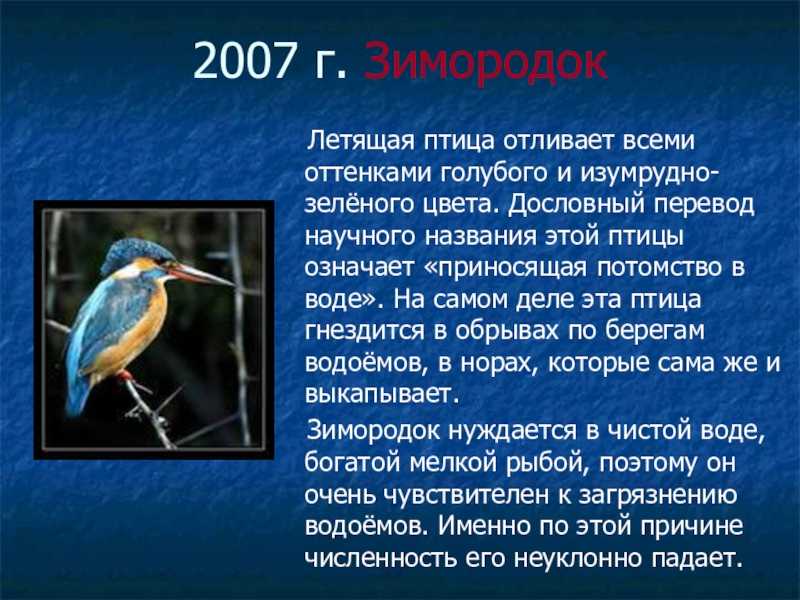Птица зимородок