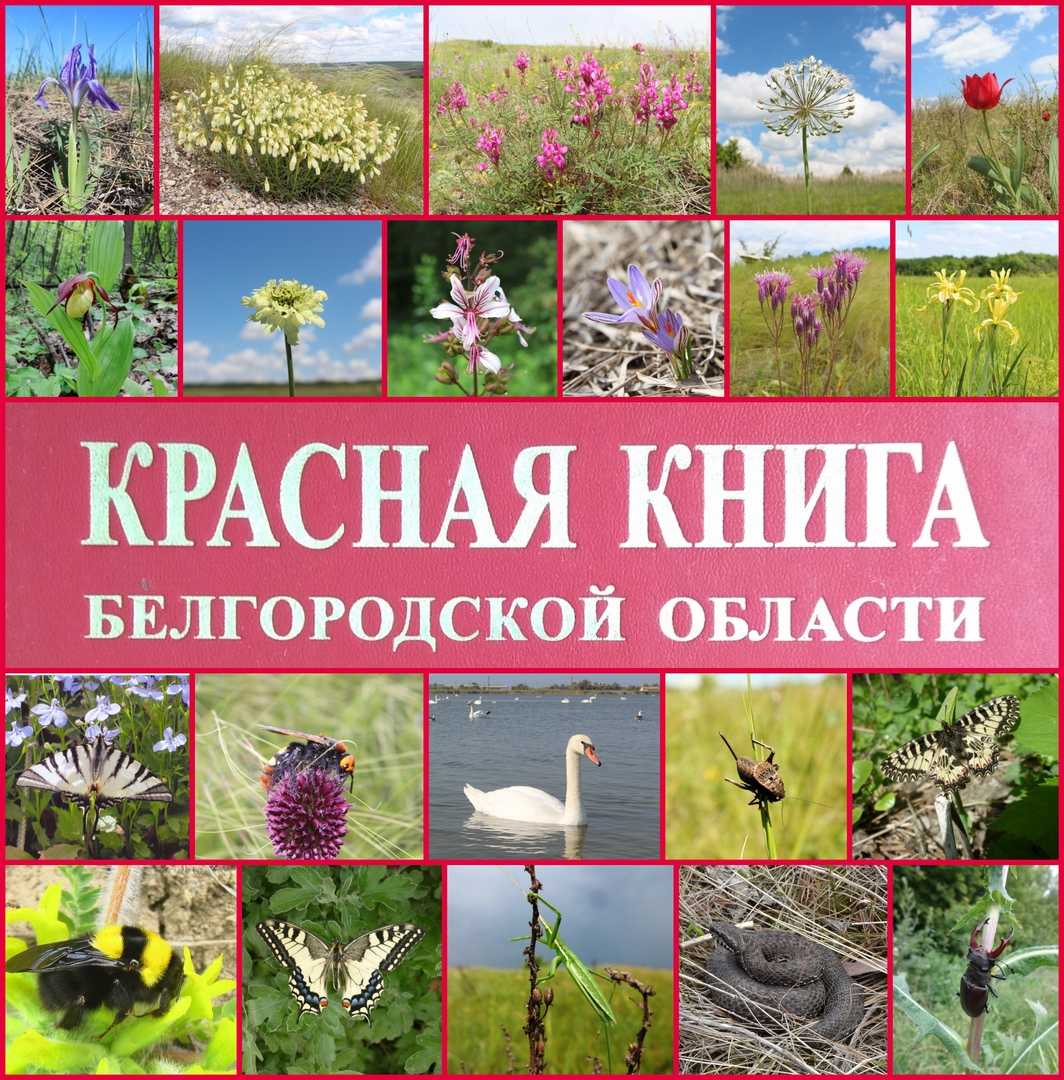 Презентация на тему: "красная книга белгородской области выполнила учитель биологии мбоу-сош 39 мбоу-сош 39 сороколетова наталья александровна сороколетова наталья александровна.". скачать бесплатно и без регистрации.