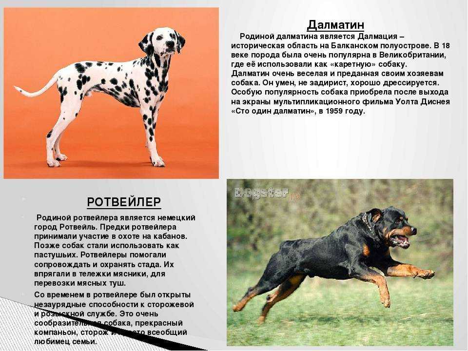 Далматинец: описание породы, фото, характер, чем кормить, уход и содержание - zoosecrets