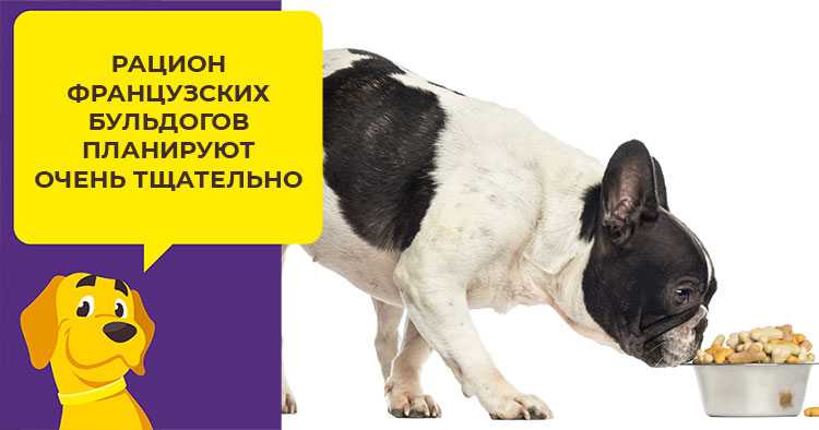 Чем кормить французского бульдога – рацион, правила кормления