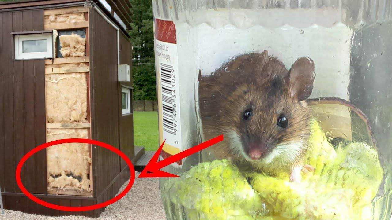 Как понять психологию кошки по её поведению