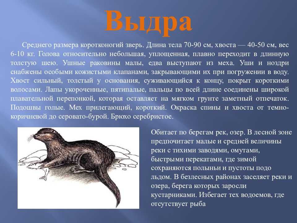 Животные и растения в красной книге нижегородской области презентация