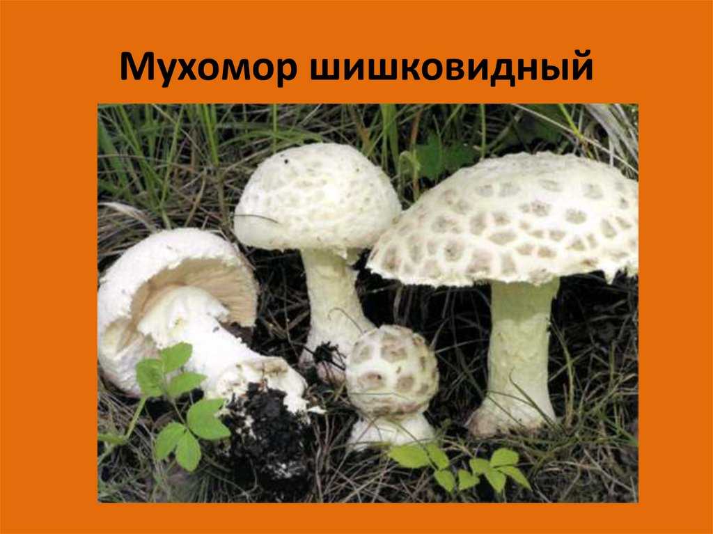 Мухомор шишковидный (лат. amanita strobiliformis)