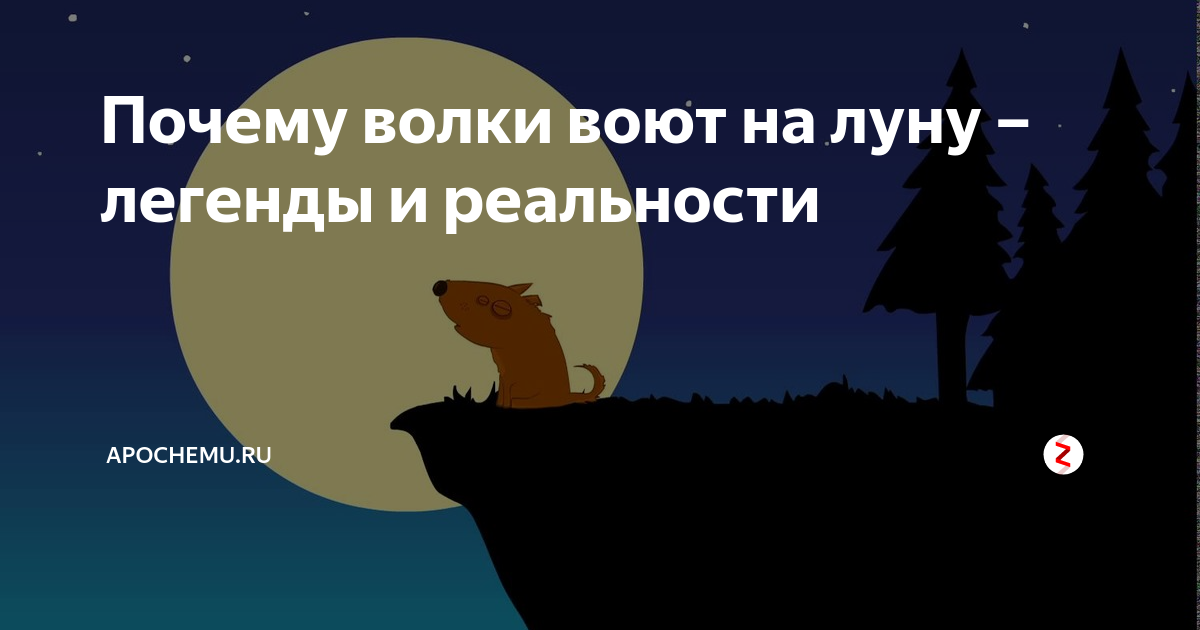 зачем и почему волки воют Причины, почему волки воют на луну в полнолуние Волки воют, чтобы установить контакт друг с другом