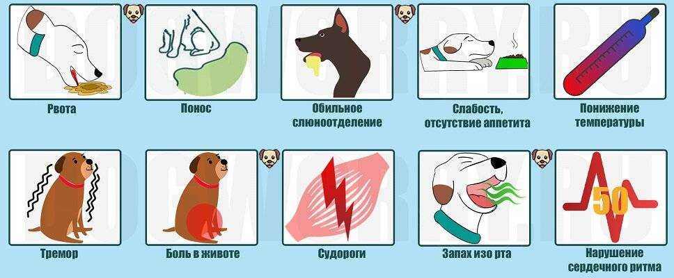 Почему собаку рвет после еды: рвота непереваренной пищей как причина патологии, неопасные причины, когда нужно обратиться к ветеринару