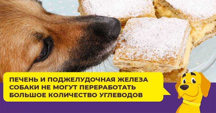 Почему собакам нельзя шоколад — последствия употребления