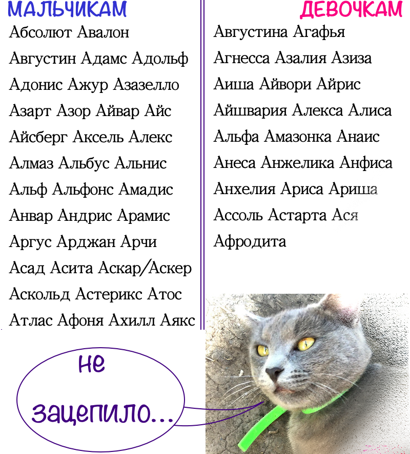 Турецкие и греческие клички для собак