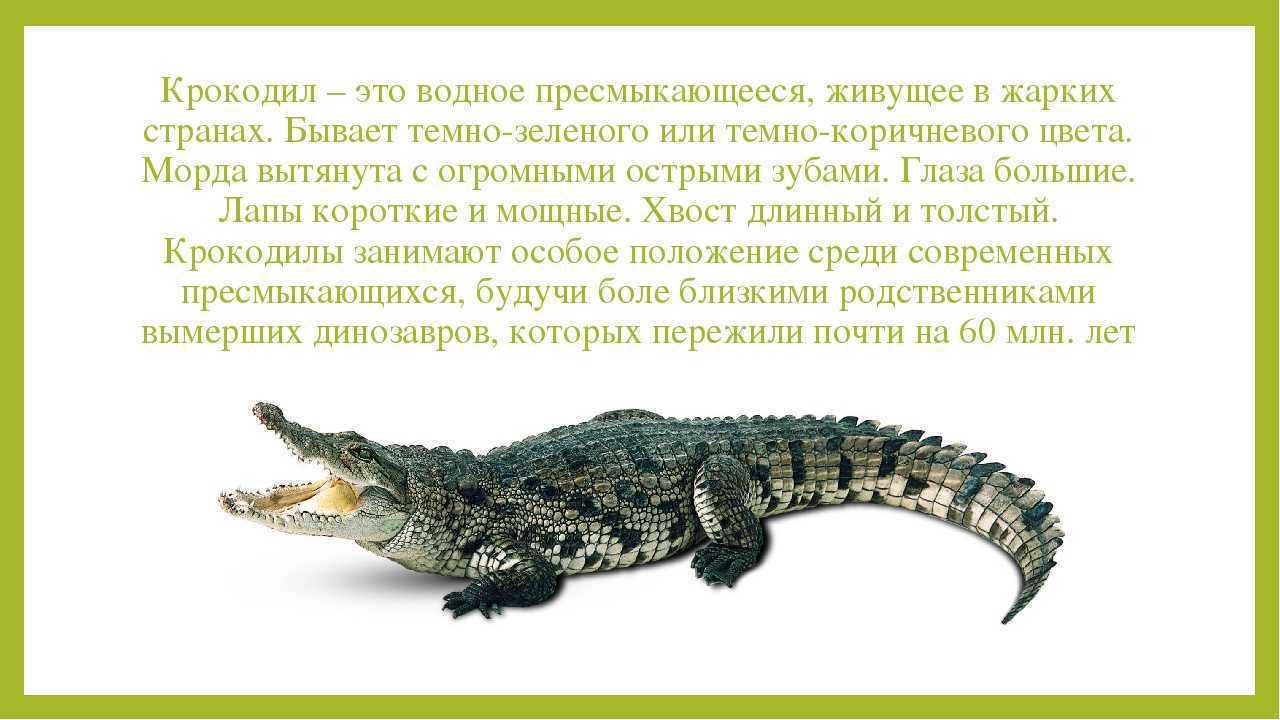 Крокодилы-3 - крокодилы - рептилии - каталог статей - флора и фауна