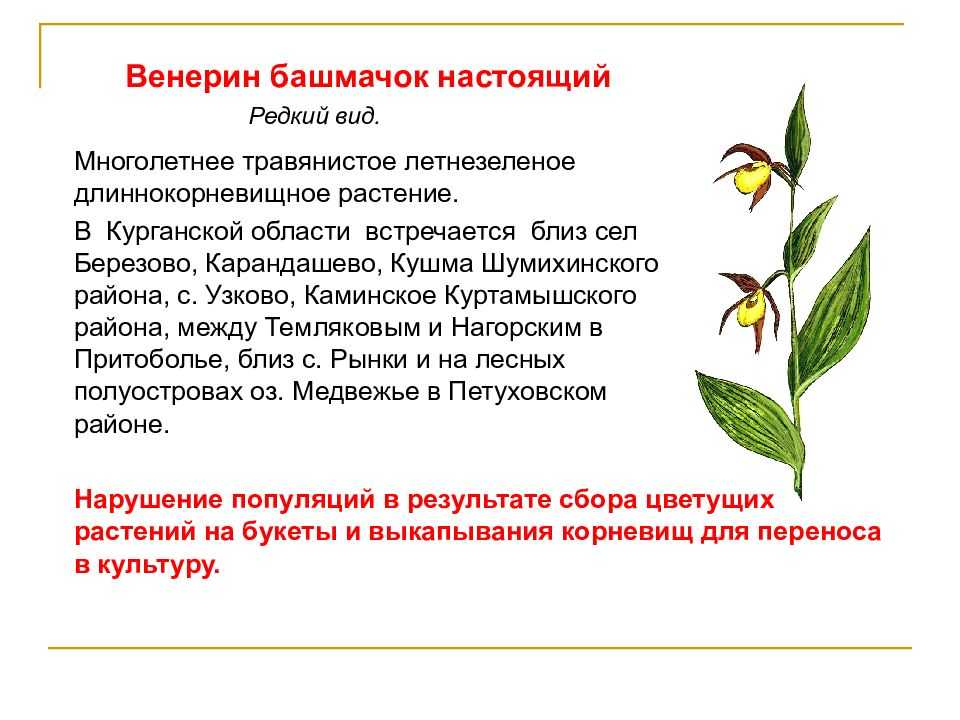 Шг | шадринск городок — сберечь обязаны