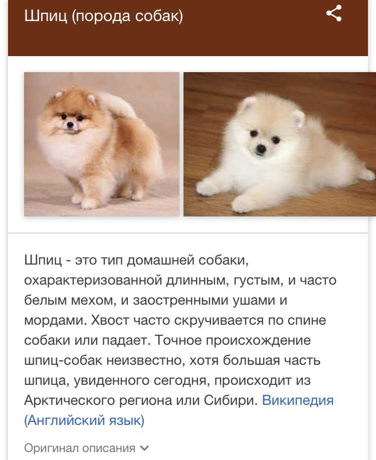 Все плюсы и минусы породы шпиц | плюсы и минусы