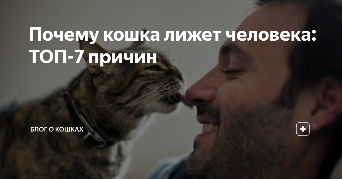Почему кошки трогают лапкой лицо своего хозяина - живой уголок - 22 декабря - медиаплатформа миртесен